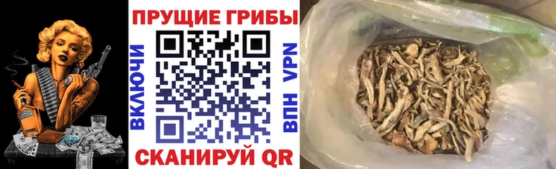 Галлюциногенные грибы Cubensis Луховицы